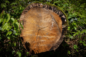 Holz - Wald - Forst - Grün - Stamm - Baumstamm - Jahresringe - Totholz