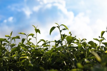 茶葉
