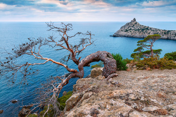 dead juniper on the rock