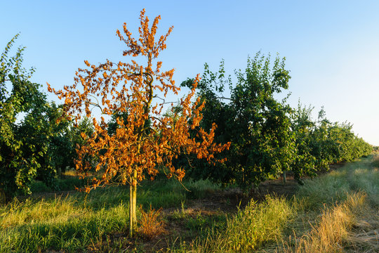 Dead plum tree because of the heat wave in a plum orchard