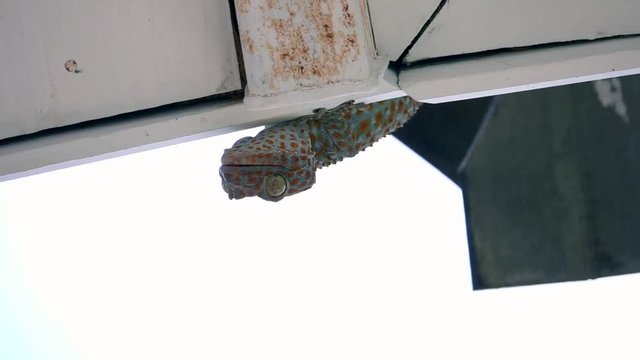 Tokay Gecko (Gekko gecko) Sitting on the Wall