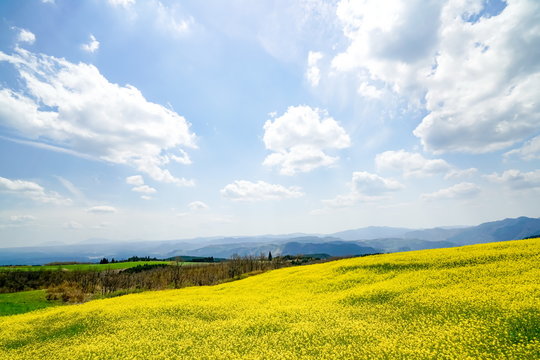 菜の花　亀石峠