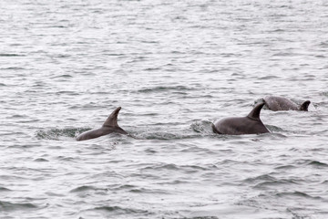 Fototapeta premium Delphin