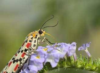 Colorful diurnal moth sucking nectar on purple blue flower