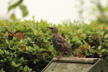 starling showing new feathers