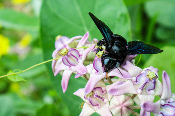 bumble bee found the sweet water from Crown flower