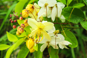 Cassia hybrid flower has white and yellow color