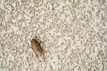 Cicada is disguise on texture surface of sandstone wall