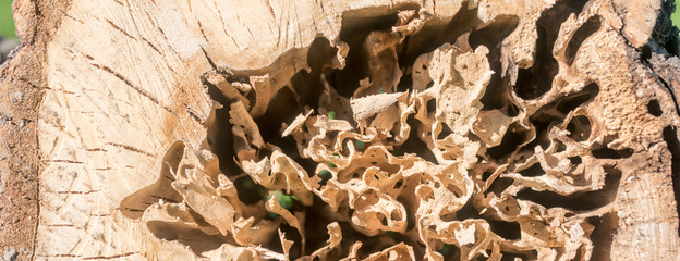 Log damaged by a worm. wood, large beetles in it