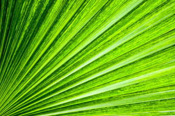 Obraz premium Palm green shade leaves texture surface