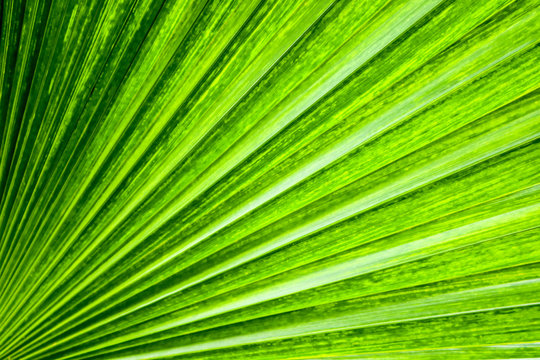 Palm green shade leaves texture surface