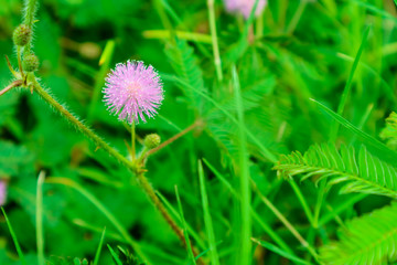 Fototapeta premium Sensitive Plant pink flower, Mimosa pudica L., properties cure fever, cough, sputum, chronic bronchitis