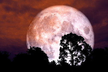 red blood moon back silhouette tree night red sky