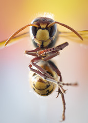 Closeup photo of an european hornet