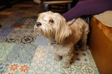 Cute little light brown dog sitting near his owner