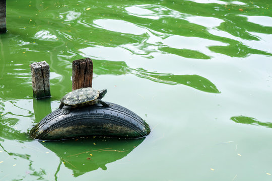 turtle on wheel at pond in public park has tree plant flower