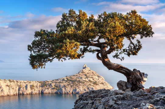 gren juniper on the rock