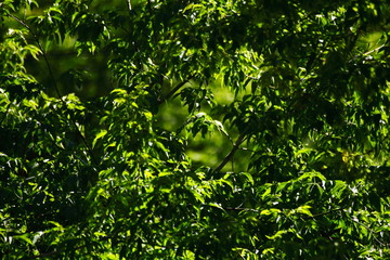 Fototapeta na wymiar Trees in summer is very hot and very sunny.