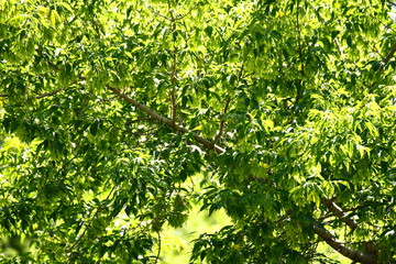 Fototapeta premium Trees in summer is very hot and very sunny.