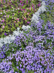 purple flower bed