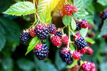 lush blackberry on the twig