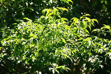 Trees in summer is very hot and very sunny.