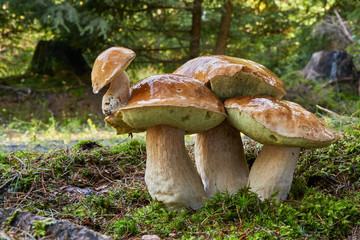 Boletus edulis. Fungus in the natural environment.