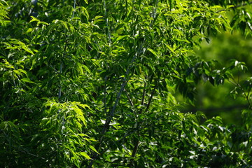 Fototapeta premium Trees in summer is very hot and very sunny.