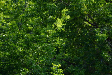 Obraz premium Trees in summer is very hot and very sunny.