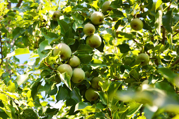 pear, tree, fruit, green, apple, food, branch, garden, nature, agriculture, apples, ripe, healthy, orchard, leaf, fresh, plant, summer, pear, crop, organic, leaves, fruits, farm, sweet, summer, spring