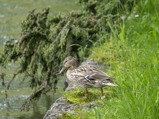 Anas platyrhynchos. Canard colvert femelle ou canard mallard