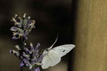 Butterfly sitting on Flower