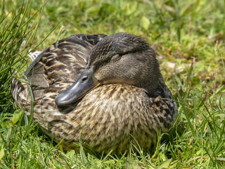 Anas platyrhynchos. Canard colvert femelle ou canard mallard