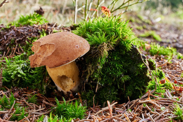 Imleria badia. Fungus in the natural environment.