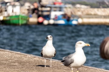 Civitavecchia, Italy. 10/05/2016: in focus  seagull, with blurry background