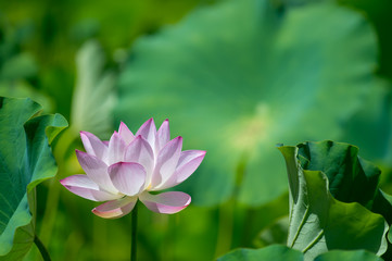 Obraz premium 岡山市美咲町ハス公園の大賀蓮（縄文時代の種から咲いた）の開花、夏の日の中で美しく咲く古代蓮の花