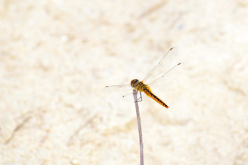 Dragonfly on the twigs in the In the morning, look beautiful