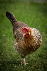 Freilaufendes Huhn auf einer Wiese