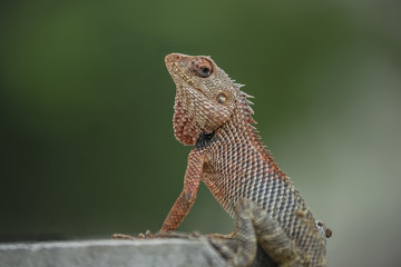 Indian chameleon (Chamaeleo zeylanicus)is a species of chameleon found in Sri Lanka, India, and other parts of South Asia. Like other chameleons, this species has a long tongue,