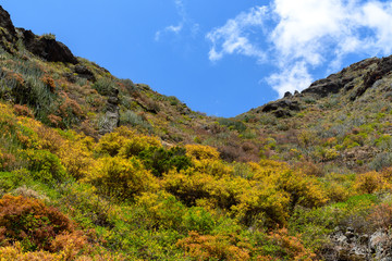 Fototapeta na wymiar landscapes of Tenerife