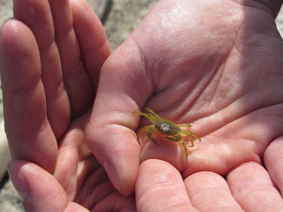 Small green yellow crab in a person's hands at the ocean 