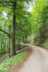 Shady forest road on a cloudy day