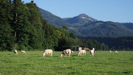 Fototapeta na wymiar Grazing sheep under Alpine peaks in Austria contribute to a healthy ecosystem. Biological farming. 