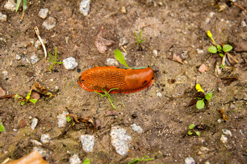 Large red slug on wet ground