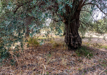 old olive tree in the garden