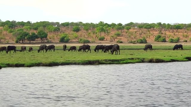 The African Buffalo, Syncerus caffer grazes on lush vegetation in a big herd along the banks of the Chobe River in northern Botswana. This point of view from a moving boat.