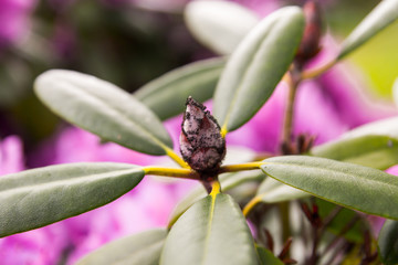 Obraz premium Unexpected bud closeup