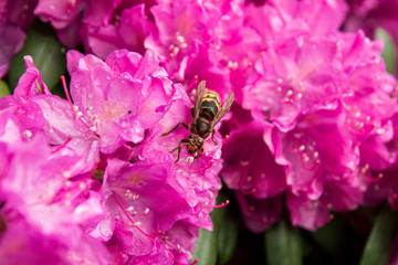 Bee on a big pink flower