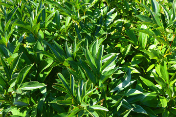 peony, green, plant, leaf, nature, leaves, garden, grass, tea, field, fresh, agriculture, spring, summer, plantation, food, natural, tree, bush, flora, herb, growth, foliage, organic, freshness