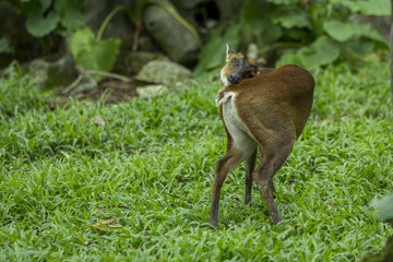 Deer inside the zoo